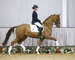 broodmare Finesse 377 (Westphalian, 2012, from Fidertanz)