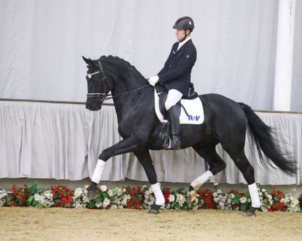 dressage horse Hengst von Riccio / Dollmann (Westphalian, 2013, from Riccio)