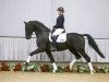 dressage horse Sirius Black (Westphalian, 2012, from Sir Donnerhall I)