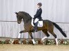 dressage horse Sunday Jr. (Rhinelander, 2012, from Sunday)