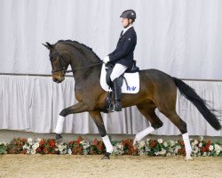 dressage horse Sunday Jr. (Rhinelander, 2012, from Sunday)