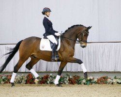 dressage horse Stromberg (Westphalian, 2012, from San Amour I)