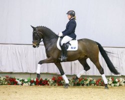 dressage horse Fortissimo (Westphalian, 2012, from Franziskus FRH)