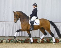 dressage horse Francis (Rhinelander, 2012, from Feedback 16)