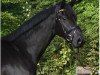 dressage horse Filius 248 (Hanoverian, 2011, from Fürst Nymphenburg)