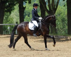 dressage horse Dynamic (Westphalian, 2007, from Diamond Hit)