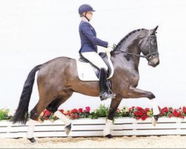 dressage horse Touch my Soul (Oldenburg, 2012, from Totilas)