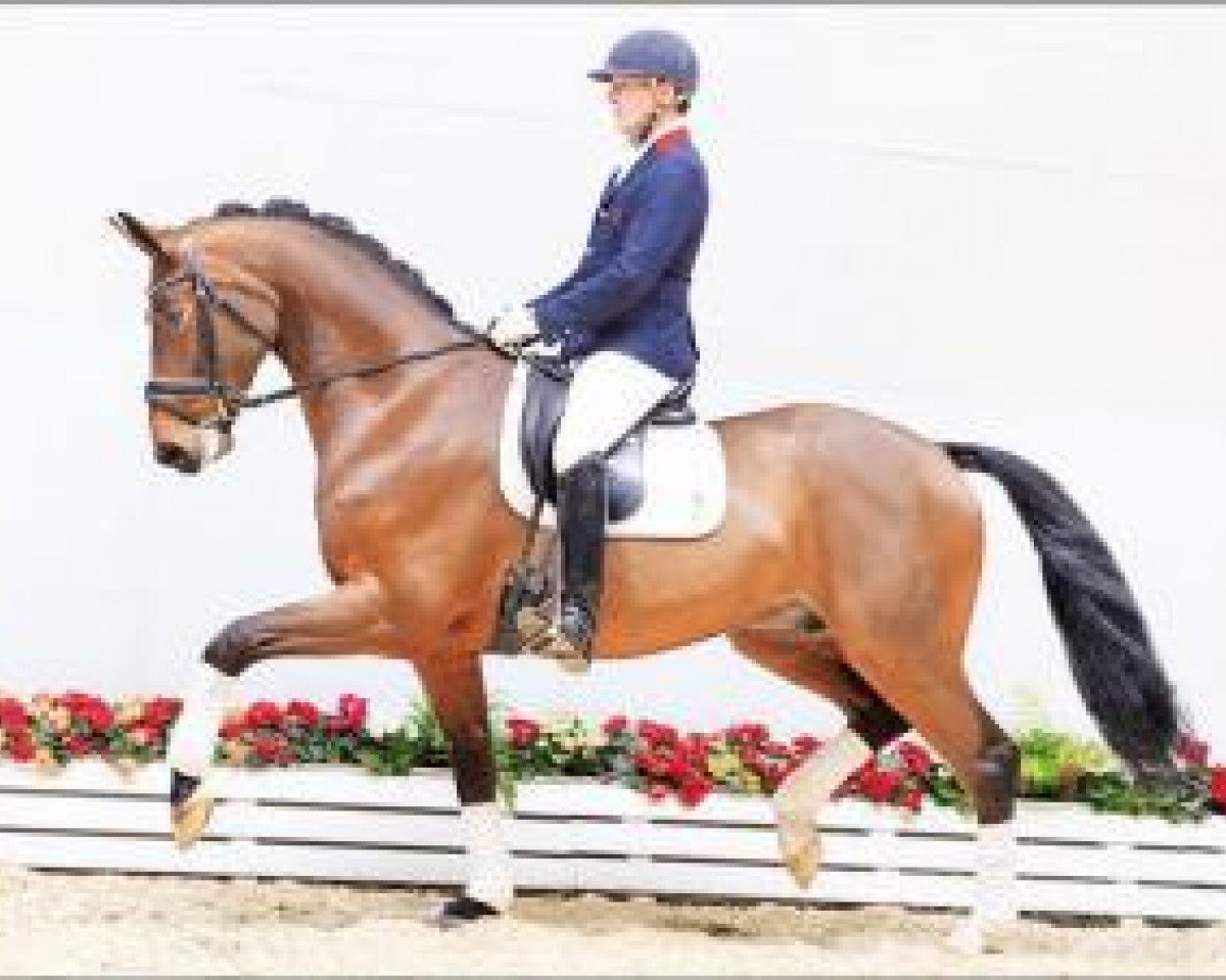 horse Fürst Josef (Oldenburg, 2012, from Fürst Wilhelm)