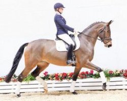 dressage horse Diva d'Amour 2 (Oldenburg, 2012, from De Martino)