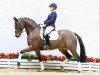 dressage horse Sweet'n Spicy (Oldenburg, 2011, from Surprice)