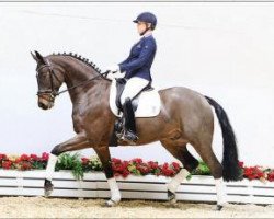 dressage horse Sweet'n Spicy (Oldenburg, 2011, from Surprice)