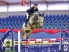 jumper Oak Grove's Bachelor (Oldenburg show jumper, 2010, from Baloussini)