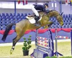 jumper Conlanda M (Oldenburg show jumper, 2010, from Conlander)