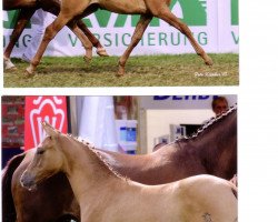 Dressurpferd Pearl of Princess (Deutsches Reitpony, 2010, von Dr. Doolittle 38)