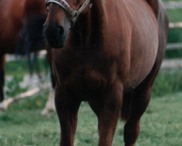 broodmare Weida (Hanoverian, 1977, from Watzmann)