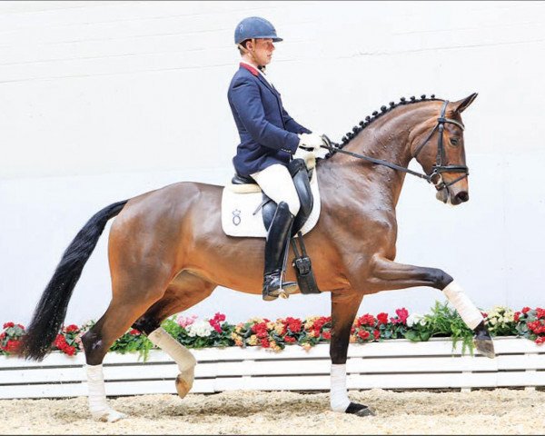 dressage horse Romantic Love 4 (Oldenburg, 2012, from Sir Donnerhall I)