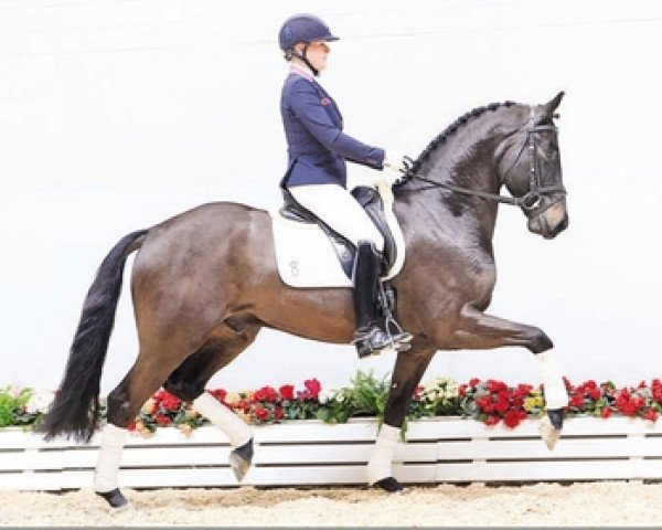 dressage horse Dancing Lady (Oldenburg, 2010, from Fürst Romancier)