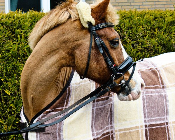 horse Lyu (New Forest Pony, 1997, from Lambada)