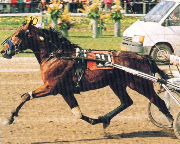 stallion It's Buitenzorg (NL) (Traber, 1991, from Rapid Royalty (US))