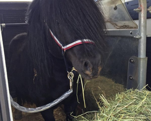 stallion Kobold vom Stepenitztal (Shetland Pony, 2006, from Kronprinz van den Niederlanden)