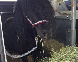 stallion Kobold vom Stepenitztal (Shetland Pony, 2006, from Kronprinz van den Niederlanden)