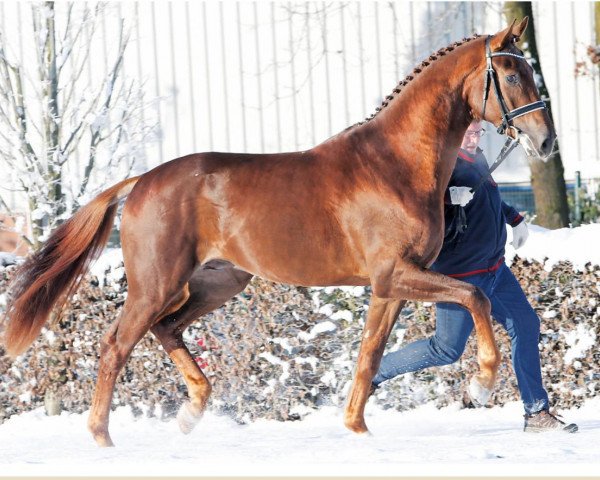 stallion Fidelito (Oldenburg, 2013, from Fidertanz)