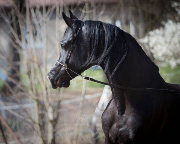 stallion Firlej (Arabian, 2012)