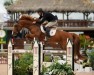 stallion Snaike de Blondel (Selle Français, 2006, from Calvaro Z)