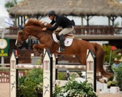 stallion Snaike de Blondel (Selle Français, 2006, from Calvaro Z)