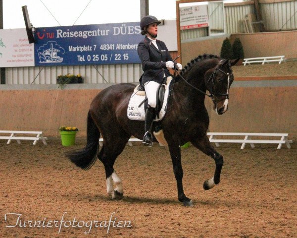 dressage horse Don Valentino 15 (Hanoverian, 2011, from Don Diamond)