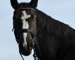 broodmare Fire Lady 28 (Bavarian, 2010, from Dallmeyer)