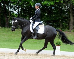 dressage horse Akriebie Se.M. (German Riding Pony, 2003, from FS Pour l'Amour)