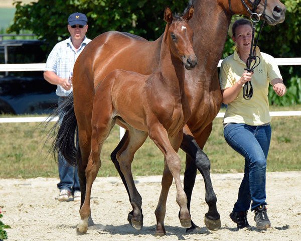 dressage horse Duke of Watermill (Hanoverian, 2014, from De Niro)