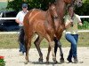 dressage horse Duke of Watermill (Hanoverian, 2014, from De Niro)