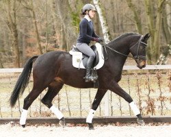 dressage horse Monarch (German Sport Horse, 2012, from E.H. Millennium)