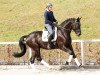 dressage horse Romilio (Trakehner, 2012, from E.H. Millennium)