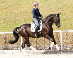 dressage horse Romilio (Trakehner, 2012, from E.H. Millennium)