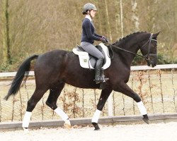 dressage horse Milano (German Sport Horse, 2012, from E.H. Millennium)