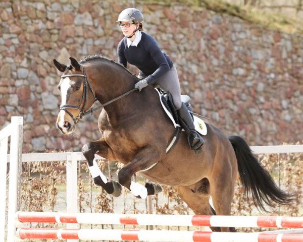 jumper Laredo (German Sport Horse, 2012, from La Bostello)