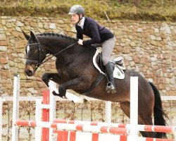 dressage horse Kubanit (German Sport Horse, 2012, from Kubaner xx)