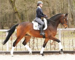 dressage horse Dante's Peak (German Sport Horse, 2012, from Decurio 3)