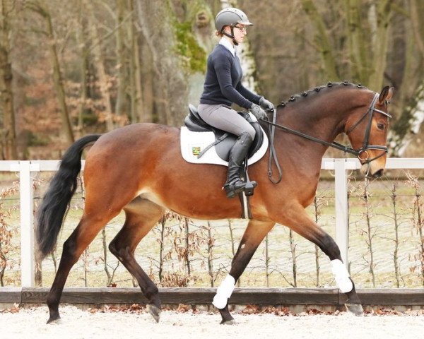 jumper Chuck Norris (German Sport Horse, 2012, from Cortoni)