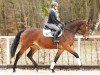 dressage horse Chuck Norris (German Sport Horse, 2012, from Cortoni)