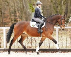 dressage horse Chuck Norris (German Sport Horse, 2012, from Cortoni)