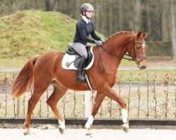 jumper Corino (German Sport Horse, 2012, from Cortoni)