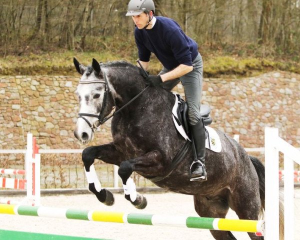 Springpferd Cornell (Deutsches Sportpferd, 2012, von Contract)