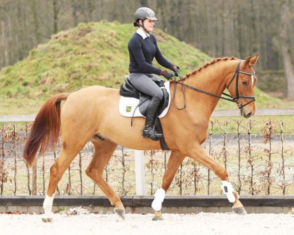 jumper Calvin (German Sport Horse, 2012, from Calibri)