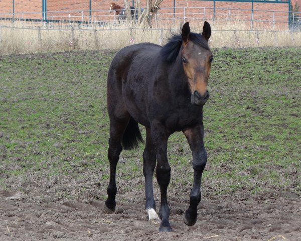 dressage horse Floyd Tu. (Hanoverian, 2015, from All At Once)