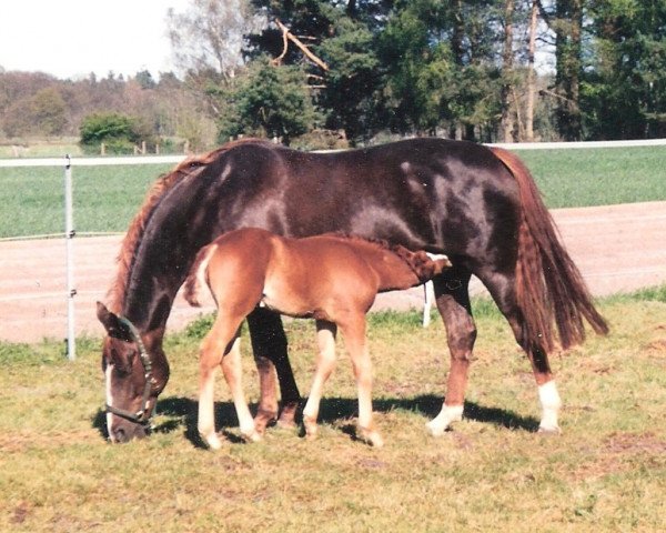 horse Wigady (Hanoverian, 2001, from Welser)