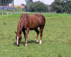 broodmare Ladylike (Hanoverian, 1991, from Lemon Park)